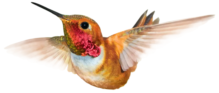 Bird